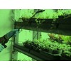 SmokePhonics Green Spectrum LED Hydroponic Stasis Night Cycle Plant Light