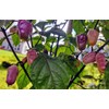 American Seed Fidalga Roxa Pepper Seeds 🇺🇸 USA Grown 🇺🇸
