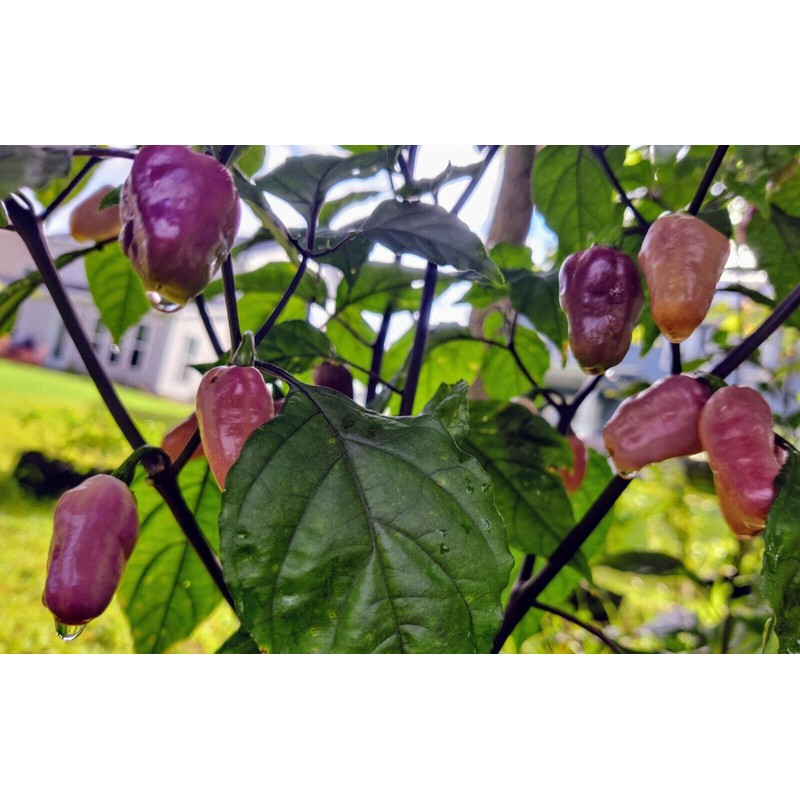 American Seed Fidalga Roxa Pepper Seeds 🇺🇸 USA Grown 🇺🇸