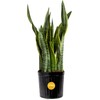 Costa Farms Snake Plant, Live Plant in Plastic Pot, Easy