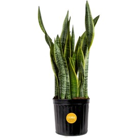 Costa Farms Snake Plant, Live Plant in Plastic Pot, Easy to Maintain, Air Purifying Large Indoor Succulent Houseplant, Assorted Variety, Home, Room, or Office Decor, House Warming Gift, 2-3 Feet Tall