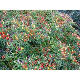 Chinese Ornamental Peppers
