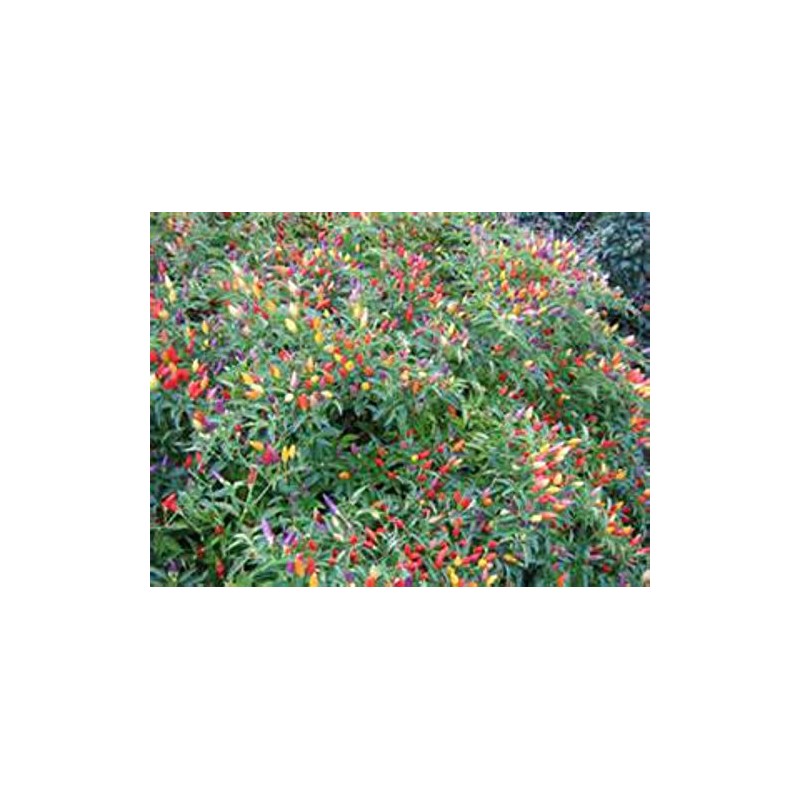 Chinese Ornamental Peppers