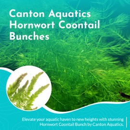 CANTON AQUATICS Live Aquarium 6 Hornwort Coontail Indoor Plants - Excellent Aquarium Plants - Beautiful Effect to Aquarium - Fast Growth, Long Lasting & Easy to Care Aquatic Plants - Bunch