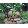Bronze-2.5-Anodized Aluminum Bonsai Training Wire 250g Large Roll,Many Size to