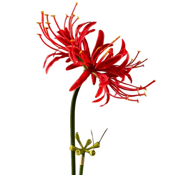 Qingriver 4 Stems 26.38'' Artificial Spider Lily Flowers Lycoris Radiata