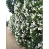 CitronellaKing 3 White Oleander “Sister Agnes” Nerium Oleander, 2.5" Nursery