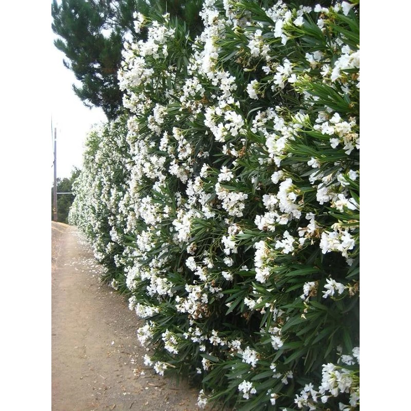 CitronellaKing 3 White Oleander “Sister Agnes” Nerium Oleander, 2.5" Nursery