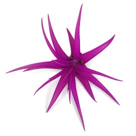 Colored Capitata Air Plant, Tillandsia Air Plant, Airplant, Air Purification, House Plant, Home Decor & Gift, Live Plant (Pink)