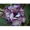 Buy Rare Seeds Datura metel Triple Purple | 20_Seeds