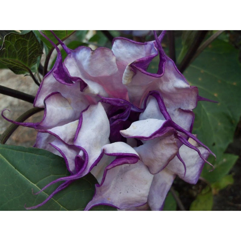 Buy Rare Seeds Datura metel Triple Purple | 20_Seeds