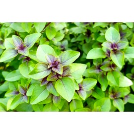 Green-Purple Peppermint Silvester with Apple Flavor 500+ Seeds for Planting Non-GMO