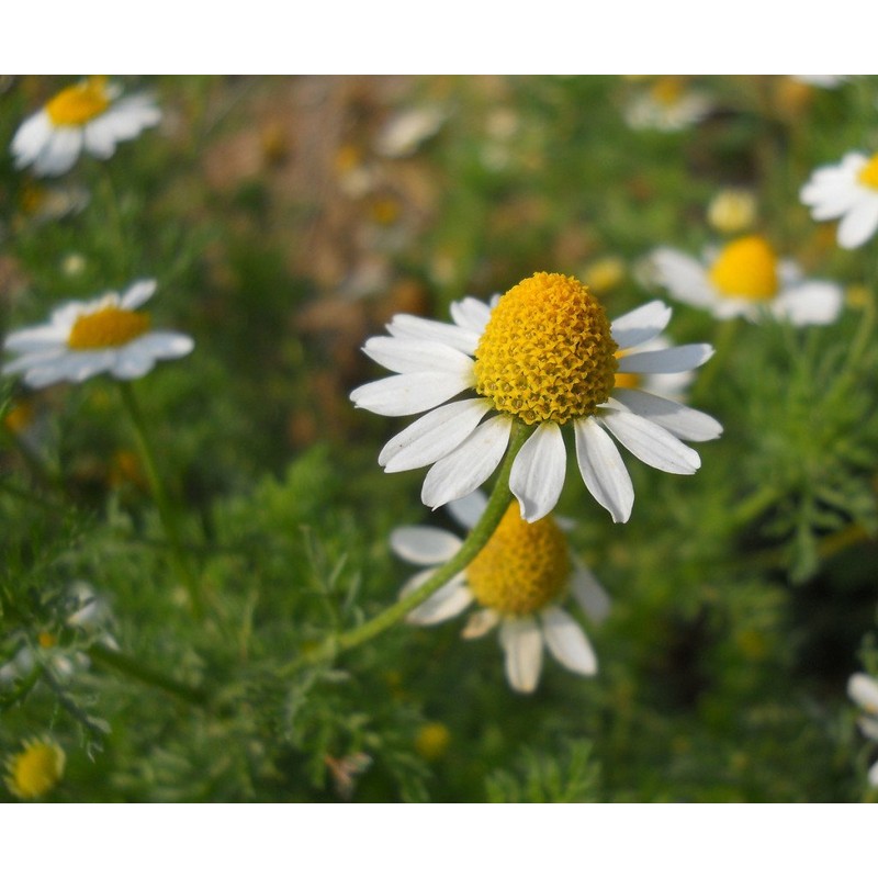 Seeds4planting - Seeds German Chamomile Non GMO Heirloom 2500 Seeds