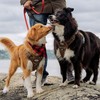 AUROTH Tactical Pet Harness for Large Dogs No Pull Adjustable,
