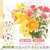 aimedyia (aimedia) Cut Flower Nutrition Clear 300ml Flower To Have
