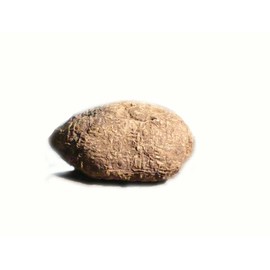 VANLAV HIGH John The Conqueror Root (1PC), brown