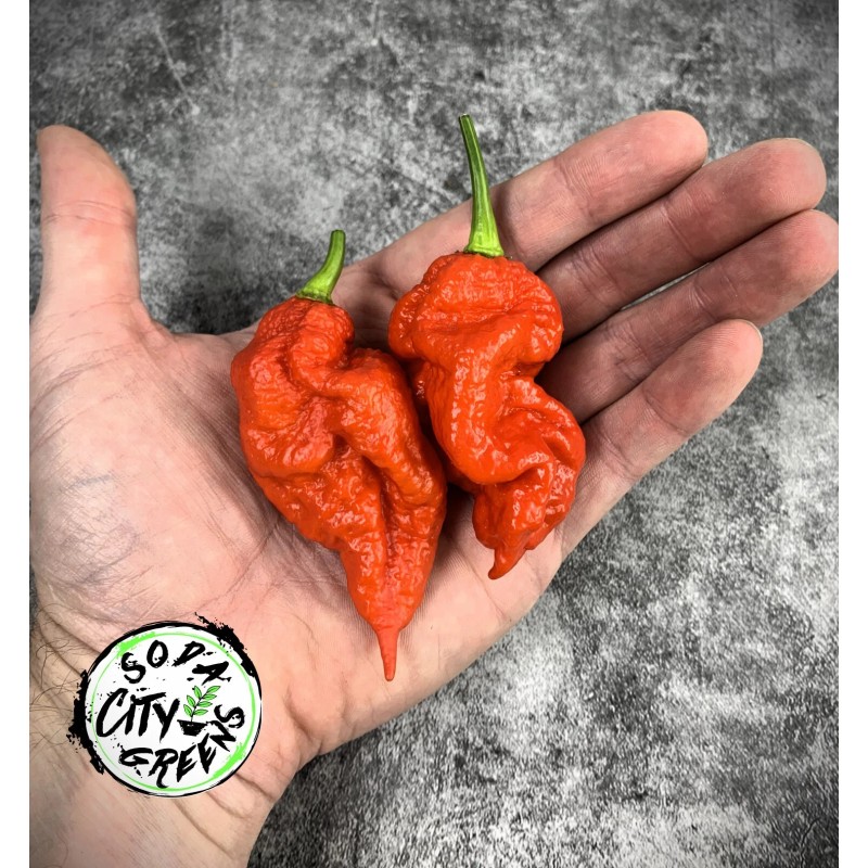 Soda City Greens Reapion (Reaper x Scorpion Hybrid) Hot Pepper