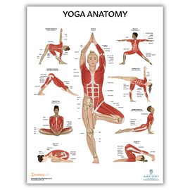 Yoga Anatomy Poster, LAMINATED, Anatomy and Physiology Posters, Fitness Poster, 17.3 x 22.5 Inches, Physical Education Poster, Workout Poster, Yoga Poses Chart, Anatomical Chart, Made by Anatomy Lab