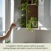 12 Creeping Fig, Live Plants – Ficus Repens – Fast-Growing