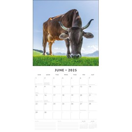 Red Robin 2025 Cows Monthly Wall Calendar | 12" x 24" Open | Premium Thick & Sturdy Paper | Hangable 12 Month Calendar | Plastic Free | 4 Month Transition Page for 2024