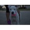Elive Led Adjustable Dog Collar Small-Light Blue