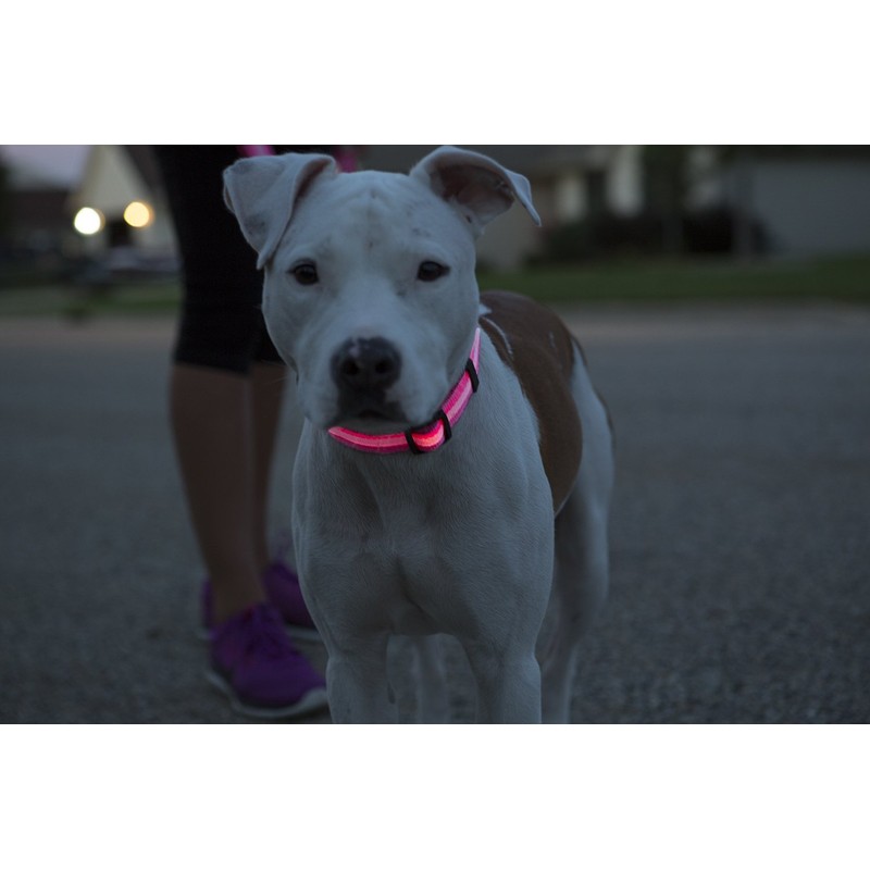 Elive Led Adjustable Dog Collar Small-Light Blue