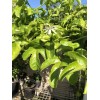 Passion Fruit Passiflora Edulis Passion Fruit Plant 8” With Pot