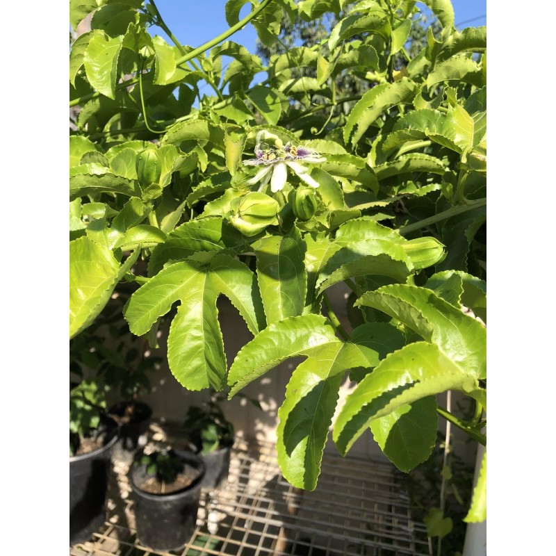 Passion Fruit Passiflora Edulis Passion Fruit Plant 8” With Pot