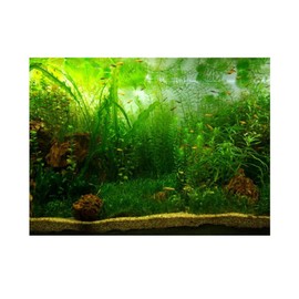 ViaGasaFamido Aquarium Poster, Thicken PVC Adhesive Background Sticker Water Grass Style Aquarium Fish Tank Poster Aquarium Backdrop Decor Wallpaper Poster(61x41cm)