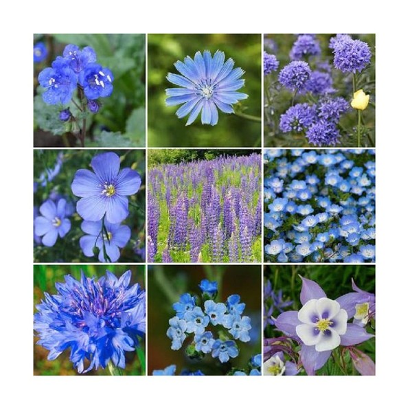 David's Garden Seeds Wildflower Singing The Blues Mix SL3111 (Blue)