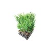 Thuja Plicata 'Green Giant' Arborvitae - 6 Live Quart Size