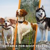Weenect Dog XT - New GPS Collar for Dogs |