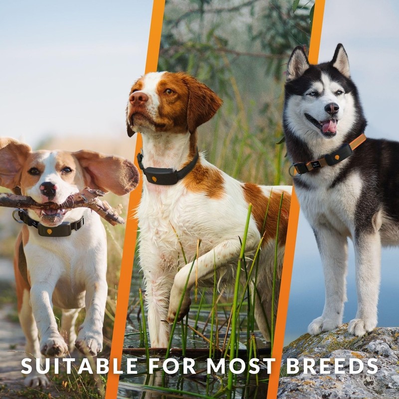 Weenect Dog XT - New GPS Collar for Dogs |