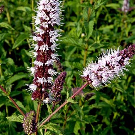 2000+ Seeds Perennial Mentha Spicata Spearmint Herb Flower Seed for Planting Garden Mint Home Non-GMO Heirloom