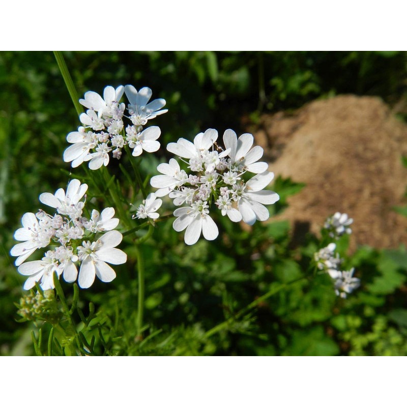 CEMEHA SEEDS - Seeds Coriander (Chinese Parsley Dhania) Non GMO