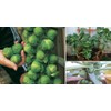 Seeds4planting - Seeds Brussels Sprouts Cabbage Green Indoor Heirloom Vegetable