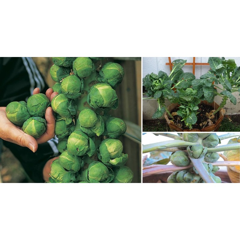 Seeds4planting - Seeds Brussels Sprouts Cabbage Green Indoor Heirloom Vegetable