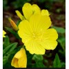 Mother Nature's Seeds EVENING PRIMROSE Native Heirloom Oenothera Wildflower Yellow