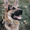 Tactical Dog Collar, Military Nylon Dog Collar Thick with Handle
