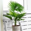 FUN AND GROW SEEDS: Seeds Chinese Fan Palm Livinstona Indoor