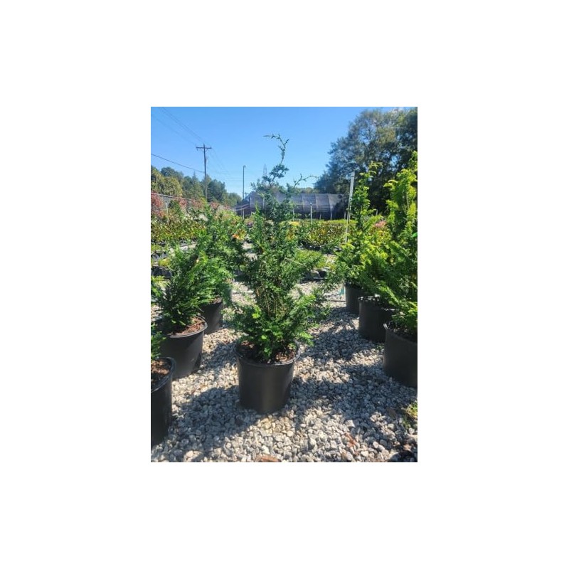 Fernspray Hinoki Cypress - Live Plant - 3 Gallon Pot