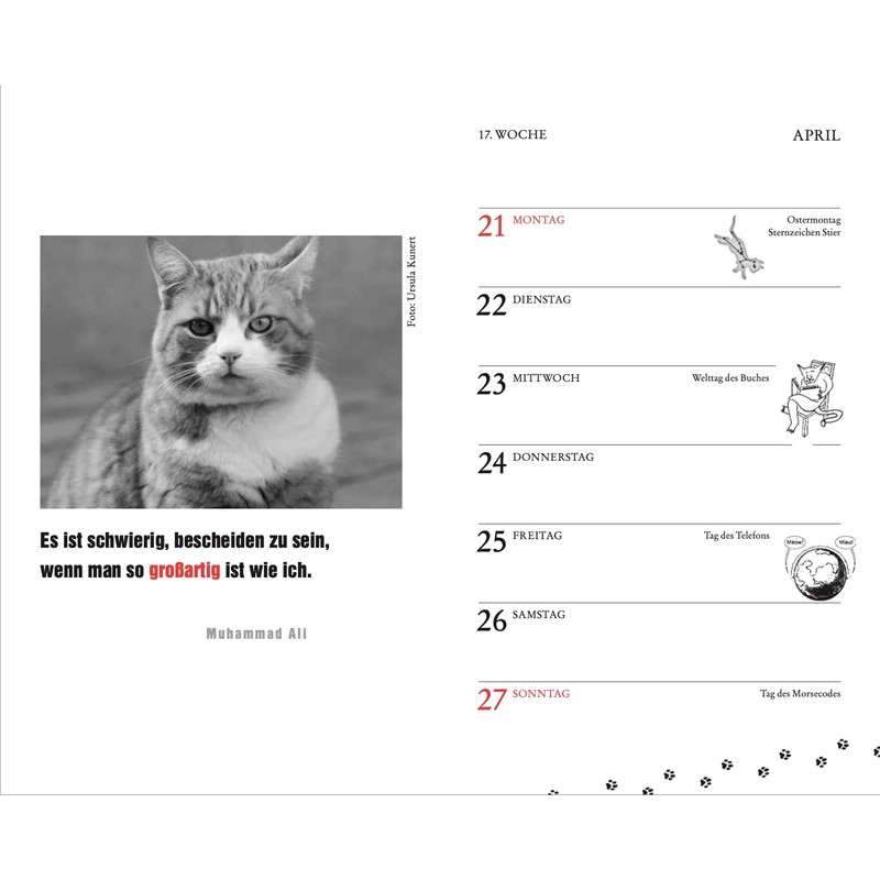 Katzen Taschenkalender 2025