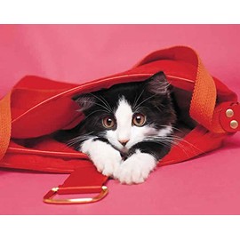 Kitten 240 21c 1 Artwork Micro Fiber Cleaning Cloth