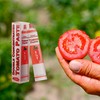 SMT San Merican Tomato Double Concentrated Tomato Paste, Imported from