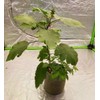 HORTIPOTS Fabric Pots 3 Gallon Non So Floppy Air Pruning