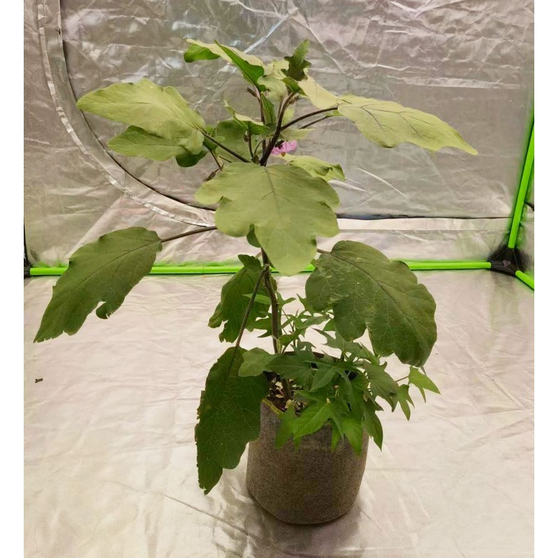 HORTIPOTS Fabric Pots 3 Gallon Non So Floppy Air Pruning