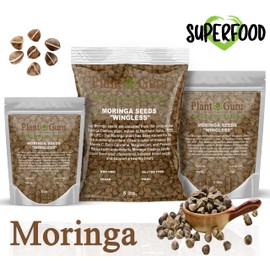 Moringa Seeds Wingless 1 lb. Wide Mouth JAR - PKM1 Variety - Edible Snacking - Planting - Moringa Oleifera - Malunggay - Semillas De Moringa - Drumstick Tree - Non-GMO - 1600 to 2000 Seeds
