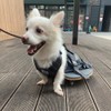 derYEP Pet Scooter Wheelchair for Rear Legs paralyzed Dog Protects