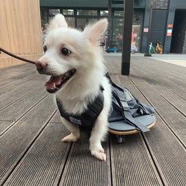 derYEP Pet Scooter Wheelchair for Rear Legs paralyzed Dog Protects Chest and Limbs
