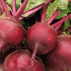 TomorrowSeeds - Ruby Queen Beet Seeds - 600+ Count -